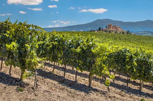 La Rioja Viñedo en La Rioja